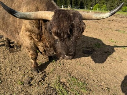 Bild 4:Kanadischer Bio-Hochlandrind-Zuchtstier