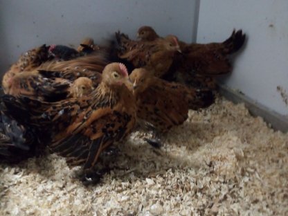 Federfüßige Zwerghühner und Marans
