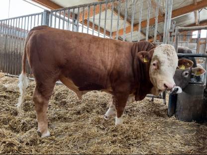 Fleckvieh Deckstier Sprungstier Deckbulle