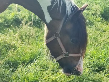 Bild 7:Irish Cob Stute, Tinker