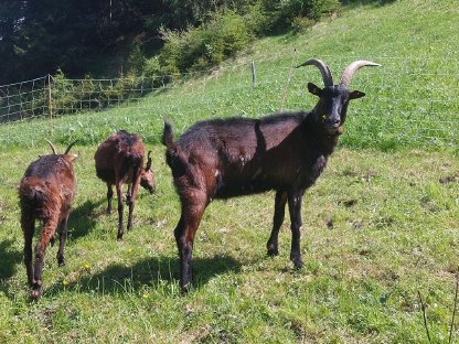 Bild 4:Pinzgauer Ziege