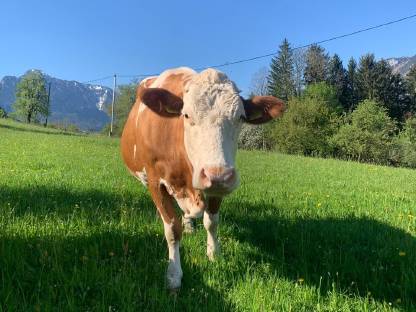Fleckvieh Milchkuh