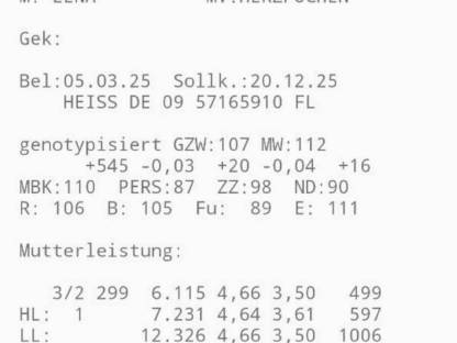 Trächtige Fleckviehzuchtkalbin