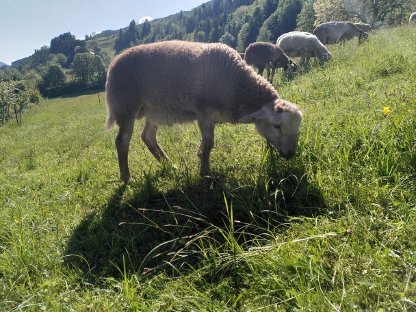 Bild 7:Nolana / Braunes Haarschaf-Widder