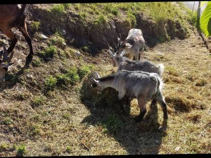 Bild 3:Pinzgauer Blobe Bockkitze Mischung bio