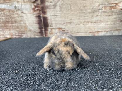 Bild 9:Zwergkaninchen