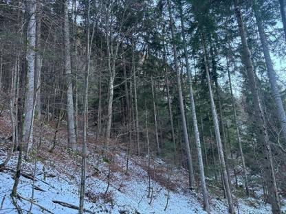 Bild 3:Verkaufe Wald