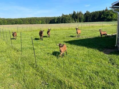 Herde GGZ Gämsfarbige Gebirgsziegen