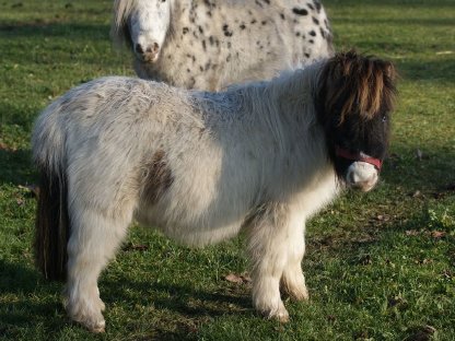 Bild 3:Minishetlandponys abzugeben