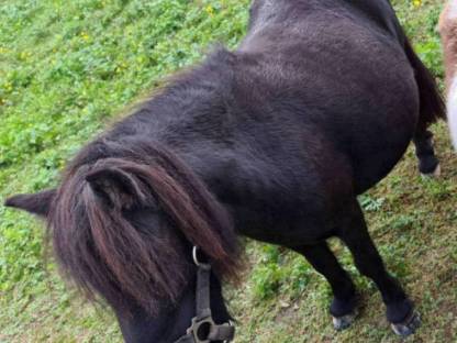 Shetlandpony Stute Mia