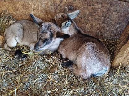 Bild 4:Zwergziegen zu verschenken