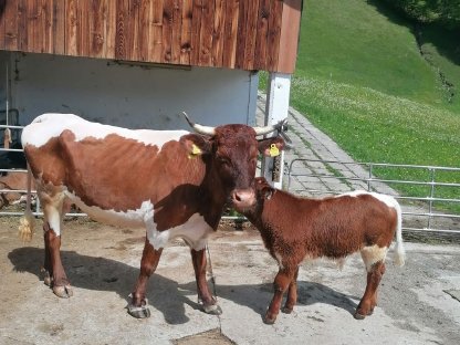 Pinzgauer Jungkuh mit erstem Kalb