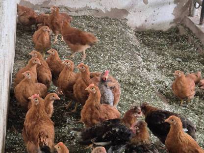 Bild 5:New Hampshire Jungtiere