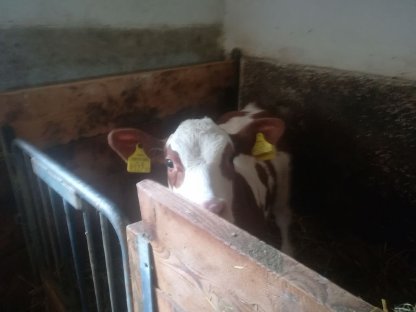 Bio Fleckvieh Kuhkalb