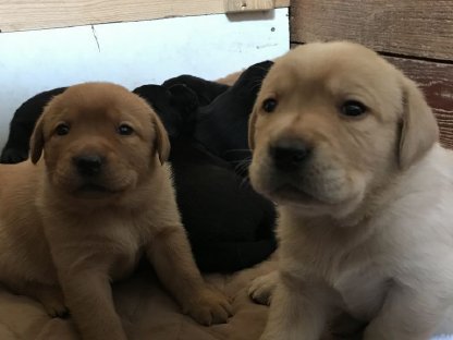 Labrador-Welpen