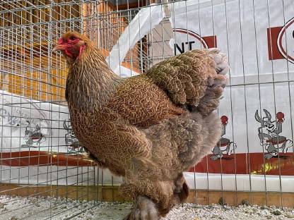 Bild 6:Brahma Bruteier