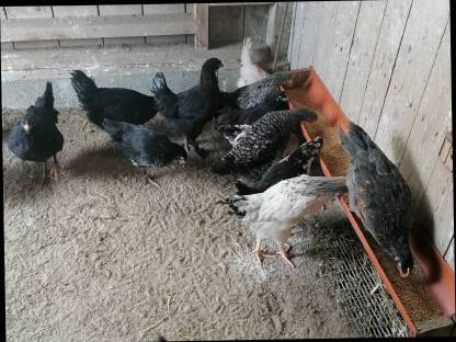 Mix-Küken, 10 Wochen alt