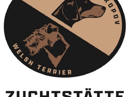 Bild 6:Slovensky Kopov Welpen