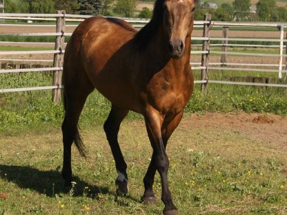 Bild 9:Deckanzeige American Quarter Horse Hengst Onelittlestepforluna