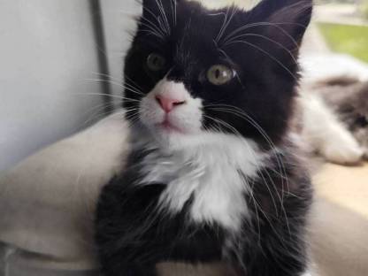 Maine Coon Kitten
