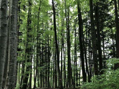 Suche Wald in Bezirk Amstetten