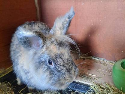 Hase