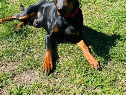 Pinscher Zuchtpärchen