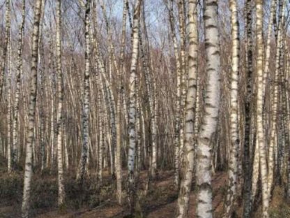Bild 2:Birken - Selbstwerbungsbrennholz