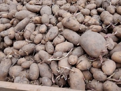 Futterkartoffeln
