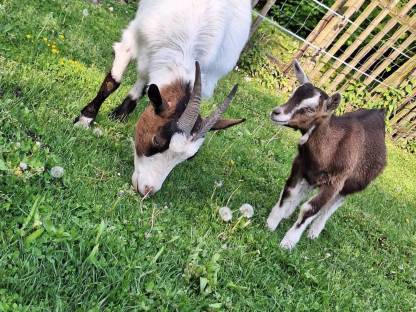 Bild 5:Bockkitz