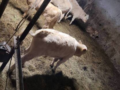 Einsteller Waldviertler Blondvieh