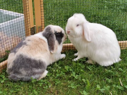 NHD Zwergwidder Kaninchen
