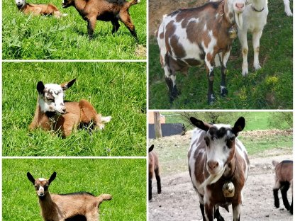 Brave hornlose Scheckziege mit drei Kitzen