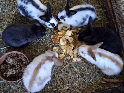 Bild 6:Hasen, Fleischhasen/Schlachthasen