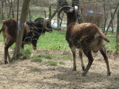 Bild 2:Soay-Schafböcke, Soay-Weibchen, Landschaftspflege-Rasse