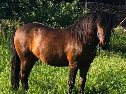 Verkauf Wallach Pony