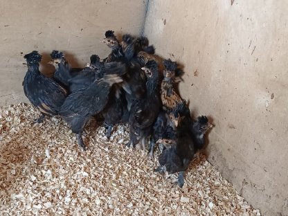 Pawlowskaja Küken zu verkaufen