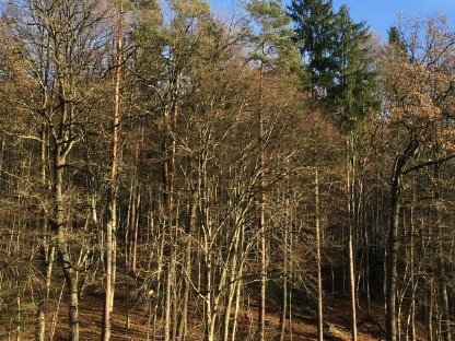 Wald im Raum Leibnitz gesucht!