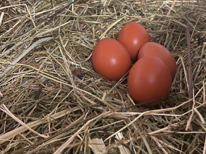 Eier