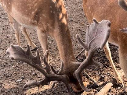 Bild 5:Hochkapitales Damwild zur Zucht