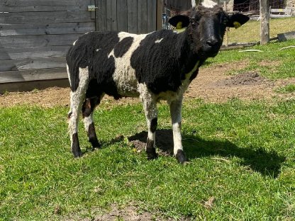 Waldschafwidder wegen Herdenverkleinerung zu verkaufen