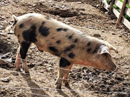 Bild 2:Iberico/Duroc Eber