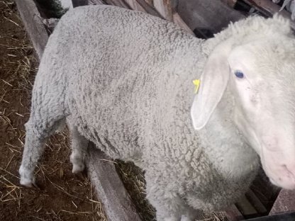 Merino Widder
