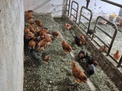 Bild 4:New Hampshire Jungtiere