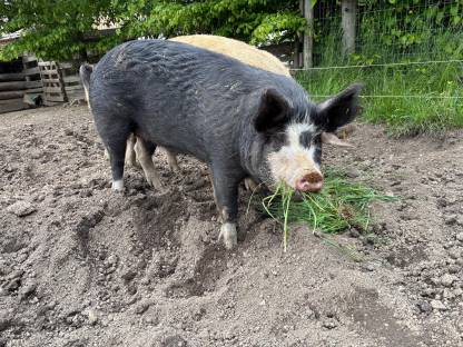 Bio-Berkshire Zuchtschweine