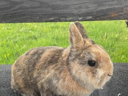 Zwergkaninchen