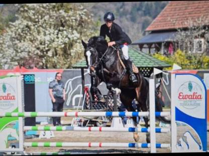 Doppelveranlagte Warmblutstute