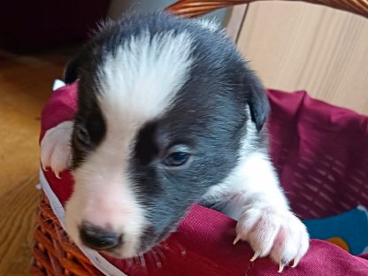 Bild 5:Border Collie Welpen