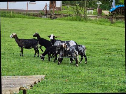 Bild 4:Krainer Steinschaflämmer