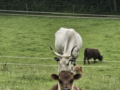 Hochlandrind-Kalb zu verkaufen